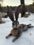 Jack rabbit