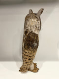 Long eared owl