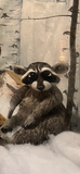Sett holiday window display animals