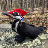 Pileated Woodpecker with Gnome
