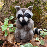 Raccoon