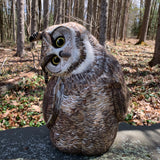 Great Horned Owl