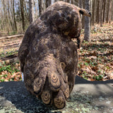 Great Horned Owl